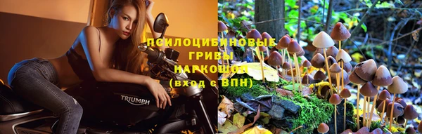 стаф Аркадак